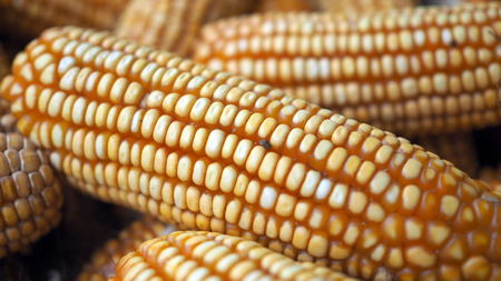 Raw Corn Seeds or Corn kernels are the fruits of corn. Grains of ripe corn. Kernels and seeds of maize.の写真素材