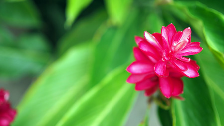 beautiful tropical red ginger flower ,close up. Alpinia purpurata (Vielle.) Schum.の写真素材