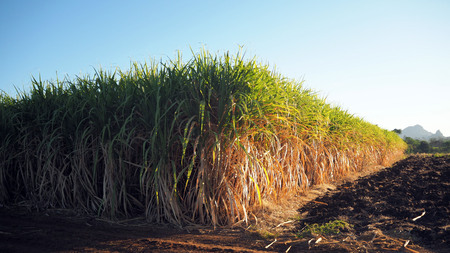 Sugarcane farming on rural areas.の写真素材