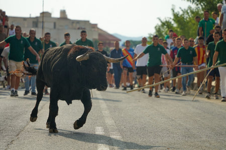 Calasparra bull run in Murcia, on September 8, 2023, the animal runs down the street towards the...