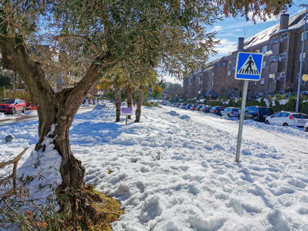 a street in Madrid, where there is an olive tree and some traffic signs, all full of snow, after a stormの写真素材