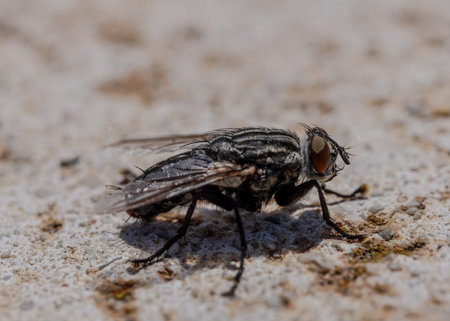 Close up view of a fly sitting on the ground in nature.