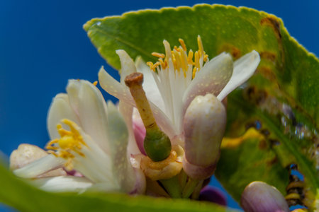 Close up of lemon blossom with green caterpillar on it.