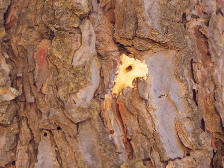 The bark of an old tree. Close-up. Background.