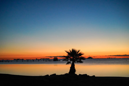silhouette of a palm tree, at dawn on a clear day on the coast of the Mar Menorの写真素材