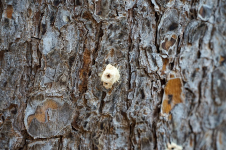 volcanoes at the entrance to the trunk of, also known as, a borer pest that affects the weakest...
