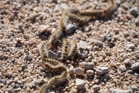 Row of the caterpillar of Thaumetopoea pityocampa, pine processionary, well organized, with some worms outside the column, forest pestの写真素材