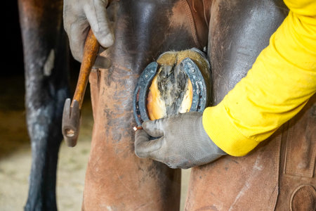 The farrier carefully holds the nail to secure the horseshoe to the horse's hoof.の写真素材
