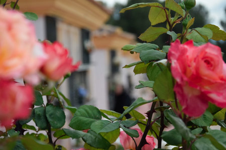 Orange roses in the foreground and in the background, a woman visits the grave of a loved one in a cemetery on the Day of the Dead.の写真素材