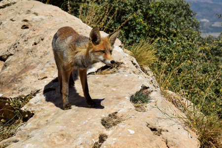 Little young fox looking at his prey, while he is on a rock on the mountain in the sun, a sunny...