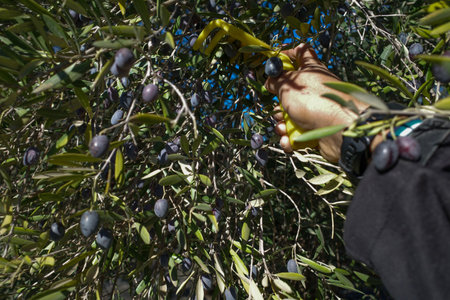 Manual harvesting of olives from a tree in the olive grove; a comb is passed through the branches so that the fruit falls to the ground, and the farmer then takes them away.の写真素材