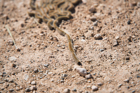 Pine processionary caterpillar on the ground forming a line, Thaumetopoea pityocampa