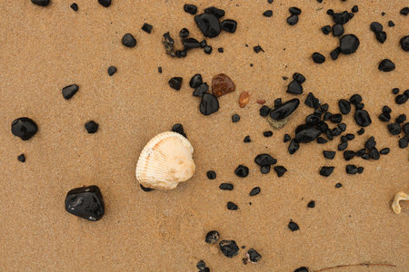 Seashells and pebbles on a sandy beach.