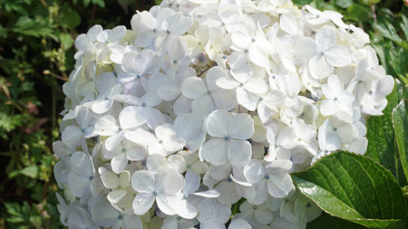 Flowers blooming among vegetable plants