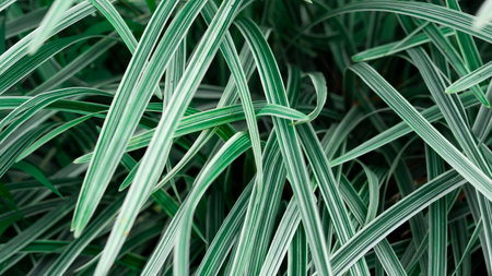 Indonesian Beautiful sedges are suitable for ornamental plants at home