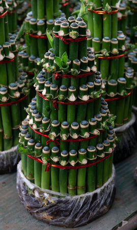 Indonesian Green bonsai bamboo for ornamental plantsの写真素材