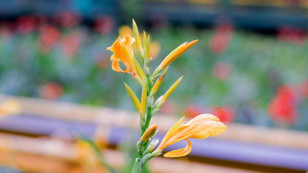Indonesian Yellow daylily flower in bloom