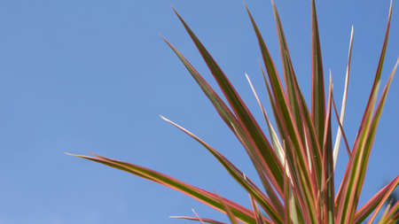 Indonesian Beautiful reeds are suitable for ornamental plants at home with a clear sky backgroundの写真素材
