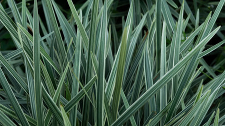 Indonesian Beautiful sedges are suitable for ornamental plants at home