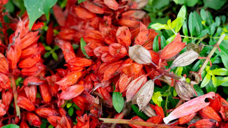Indonesian Beautiful Red Salvia Flowers In Spring In The Botanical Gardenの写真素材