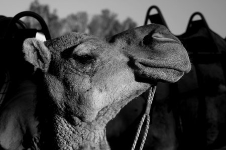 Camel Face Ayers Rock