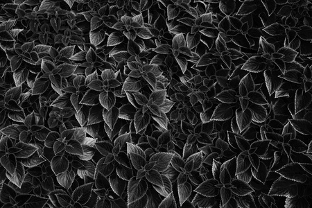 black and white leavesの写真素材