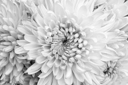 black and white Chrysanthemum の写真素材