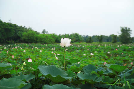 White lotus against and green leaves の写真素材