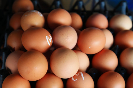 egg in carton box 