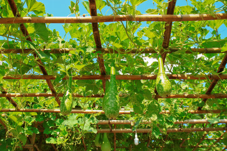 Tree of Wax gourd  Benincasa hispida Cogn  の写真素材