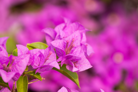 Bougainvillea flowersの写真素材