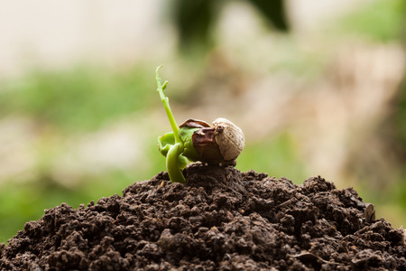 Green sprout growing from seedの写真素材
