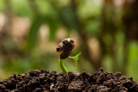 Green sprout growing from seed