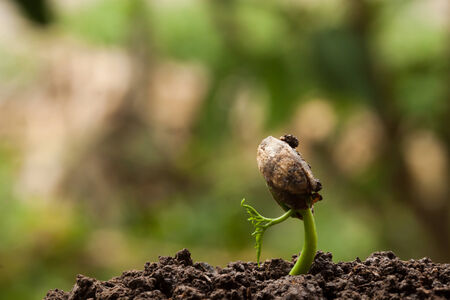 Green sprout growing from seedの写真素材