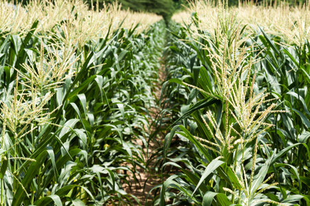 Green corn field