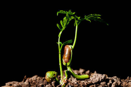 young plant growing from seedの写真素材