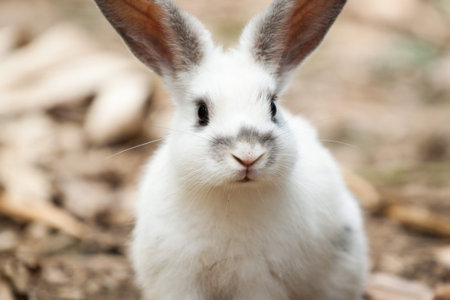 Baby white rabbit in grass
