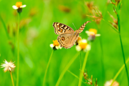 tropical butterflyの写真素材