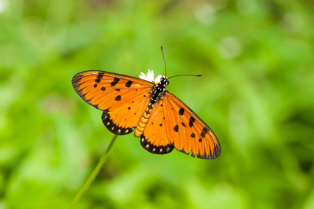 butterfly fly in green nature backgroundの写真素材