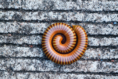 Millipede in perfect spiral form on Concrete backgroundの写真素材