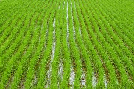 Green view of paddy rice field in Thailandの写真素材