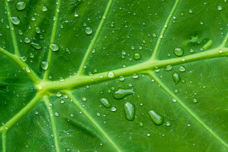 green leaf and dew