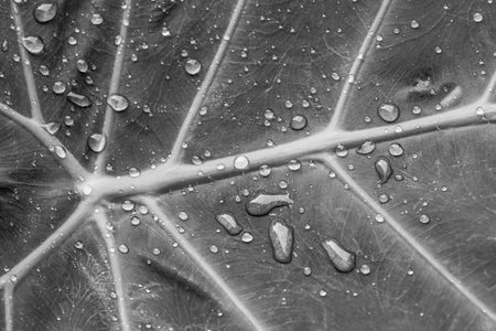 green leaf and dew
