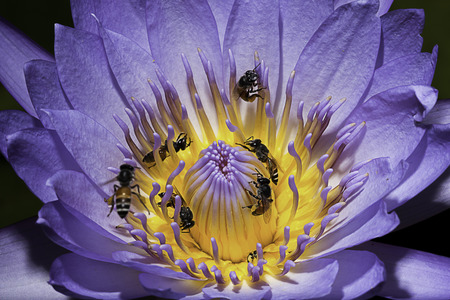 Closeup Violet Lotus Flowerの写真素材