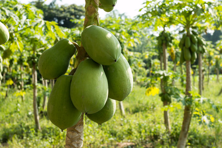fresh papaya tree with bunch of fruitsの写真素材