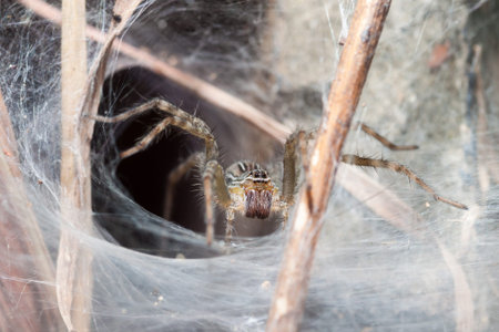 spider sitting web houseの写真素材