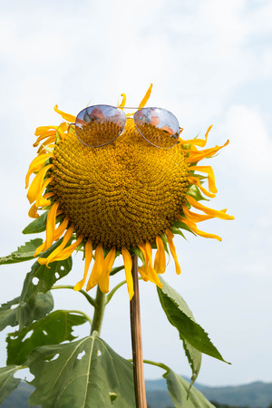 Sunflowers with sunglassesの写真素材