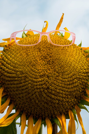Sunflowers need glassesの写真素材