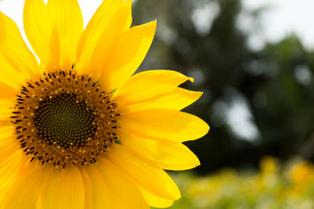 close up Sunflowersの写真素材