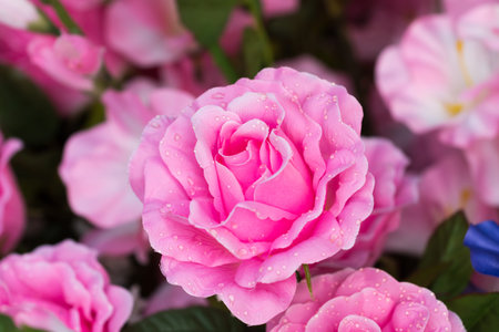 close up of artificial flowers  for decoration in homeの写真素材